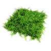 Fern Panel