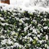 Benjamina Boxwood with snow
