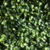 benjamina boxwood closeup