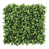 benjamina boxwood square