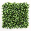 Benjamina Boxwood Square