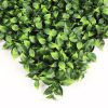 Benjamina Boxwood Closeup