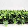 Benjamina Boxwood closeup