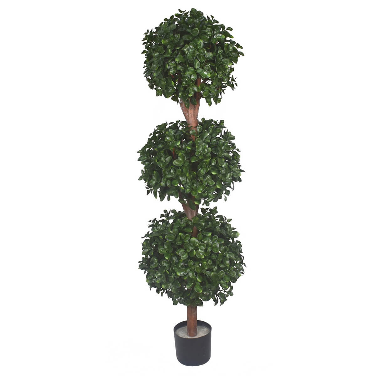 Big Money Ficus Triple Ball Topiary