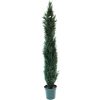 Cedar Tree 6'